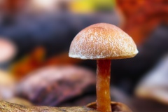 mushrooms